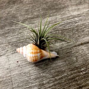 Mini air plant with seashell